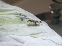 Conopomorpha cramerella