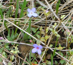 Houstonia pusilla