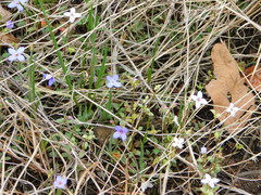 Houstonia pusilla