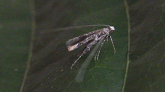 Conopomorpha cramerella
