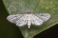 Epaena