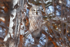 Strix nebulosa