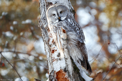 Strix nebulosa