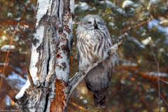 Strix nebulosa