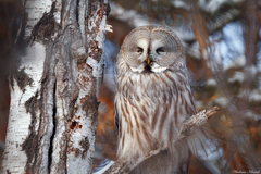 Strix nebulosa