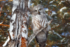 Strix nebulosa