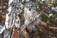 Strix nebulosa