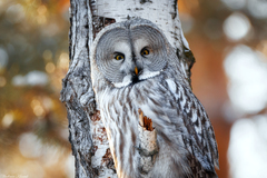 Strix nebulosa