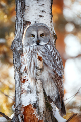 Strix nebulosa
