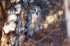 Strix nebulosa