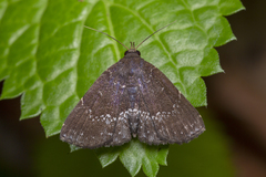 Adrapsa geometroides