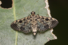 Rhimphaliodes macrostigma