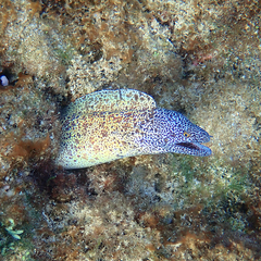 Gymnothorax annasona