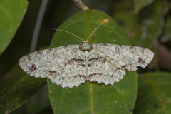 Ophthalmitis