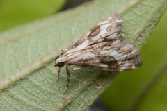 Paracataclysta fuscalis