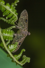 Rhimphaliodes macrostigma