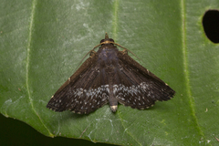 Adrapsa geometroides