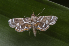 Cymoriza