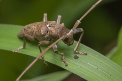 Acalolepta rusticatrix