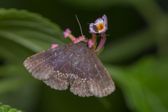 Teleonemia scrupulosa