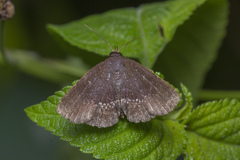 Adrapsa geometroides