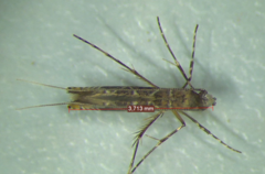 Conopomorpha cramerella