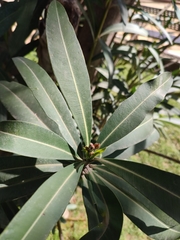 Nerium oleander