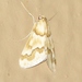 Pseudoschinia elautalis - Photo 由 Bill Carrell 所上傳的 (c) Bill Carrell，保留部份權利CC BY-NC-ND