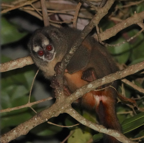 Gray-legged Night Monkey
