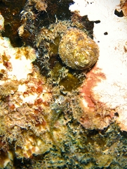 Clanculus limbatus