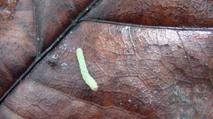 Conopomorpha cramerella
