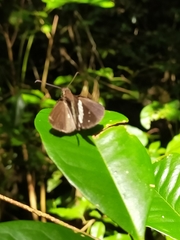 Notocrypta waigensis