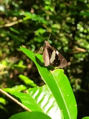 Notocrypta waigensis
