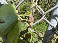 Aristolochia shimadae