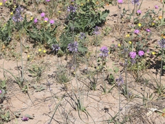 Triteleiopsis palmeri