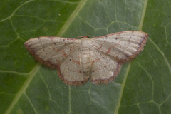 Idaea craspedota