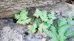 Pentagramma rebmanii