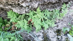 Pentagramma rebmanii