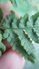 Pentagramma rebmanii