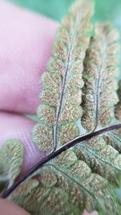 Pentagramma rebmanii