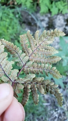 Pentagramma rebmanii