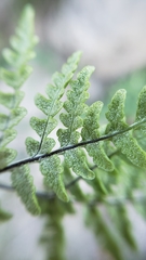 Pentagramma rebmanii