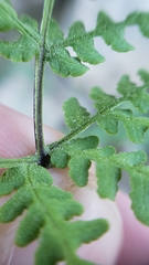 Pentagramma rebmanii