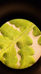 Pentagramma rebmanii