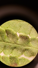 Pentagramma rebmanii