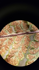 Pentagramma rebmanii