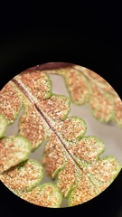 Pentagramma rebmanii