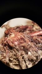 Pentagramma rebmanii