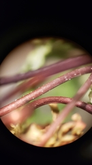 Pentagramma rebmanii