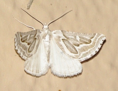Plataea trilinearia